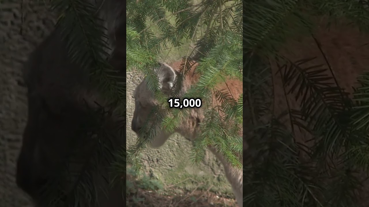 Should hunting big cats be legal in Colorado?