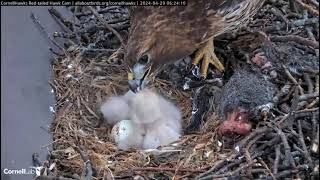 Cornell Lab  Redtailed Hawks Myszołowy rdzawosterne Śniadanie maluszków 29/04/2024