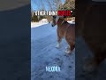POV: Your horse thinks he’s a bird now 💀( Funny Horse )