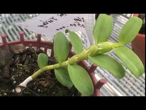 Video 5CT HỮU DUYÊN, HỒNG HỔ PHÁCH 0974.880.829 || PHONG LAN... - youtube