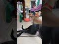 #perros #cachorrosdivertidos #mascotas #perritos #perritos #funny #shorts #canilla