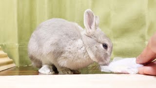 眠たげなウサギさんに枕を渡してみたら・・・