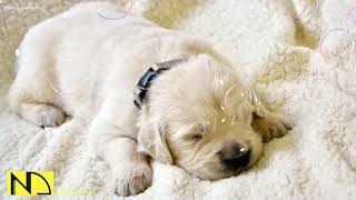 10 Hours Calming Sleep Music  Stress Relief Music, Relaxing Sleep Music ♬ Lovely Baby Dog