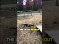 What happens if you SCARE a goat?! 🐐💥