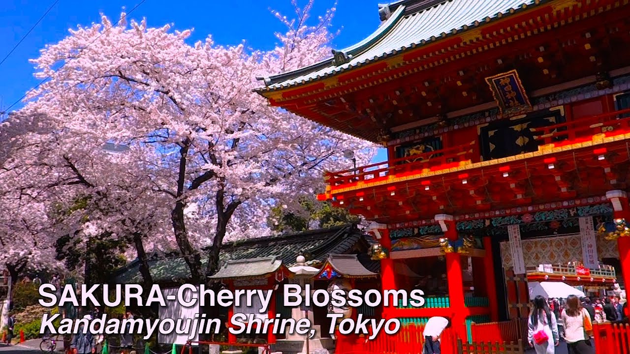 Sakura Cherry Blossoms Kandamyoujin Shrine Tokyo 神田明神の桜 Sakura Youtube
