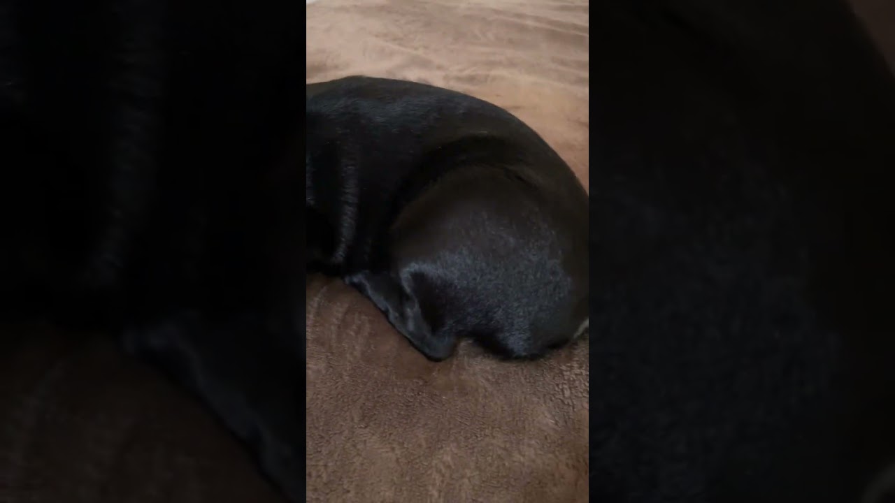 Что за порода? Чем кормить? Огурцы не ест