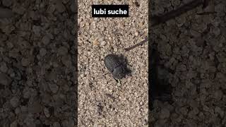 Życie na wydmach leśnych, omrzel piaskowy #insects #insectslovers #wildinsects #wildanimals #shorts