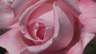 Byron Katie - Money