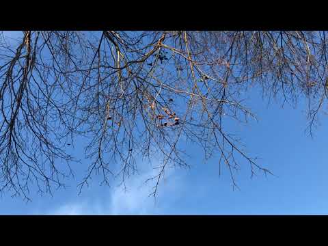 Silver lime - branches & twigs - November 2020