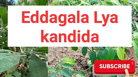 Eddagala Lya kandida (candida) lirino @SSENGABIROOTONEDDAGALA