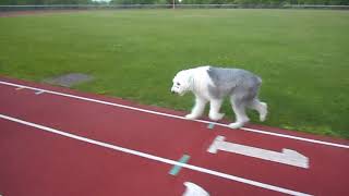 Old English Sheepdog Finn weekend jog by Jill Turner 41 views 4 years ago 16 seconds