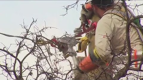 Texas ice storm: Oncor brings in crews from out of town to help restore power in WilCo | FOX 7 Austi