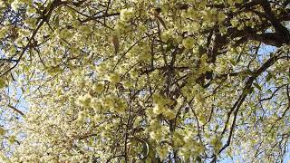 Ubajay (Hexachlamys edulis) floración