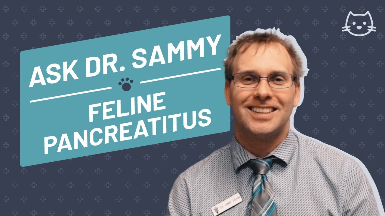 Feline Pancreatitus
