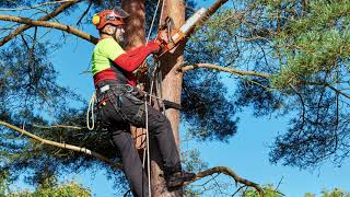 ARBORICUREUIL - LA PASSION DES ARBRES | MONTRÉAL | 514-688-4737