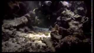 Dolphins, Caves &amp; Coral Reefs - Shaab Samadai