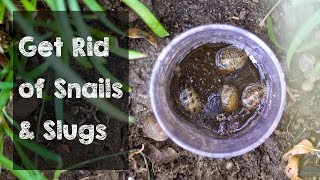 Download Get Rid Of Snails And Slugs With This Trap Video MP3 Get Rid Of Snails And Slugs With This Trap