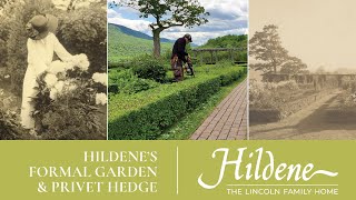 HildeneConnects: the Formal Garden and Its Privet Hedge
