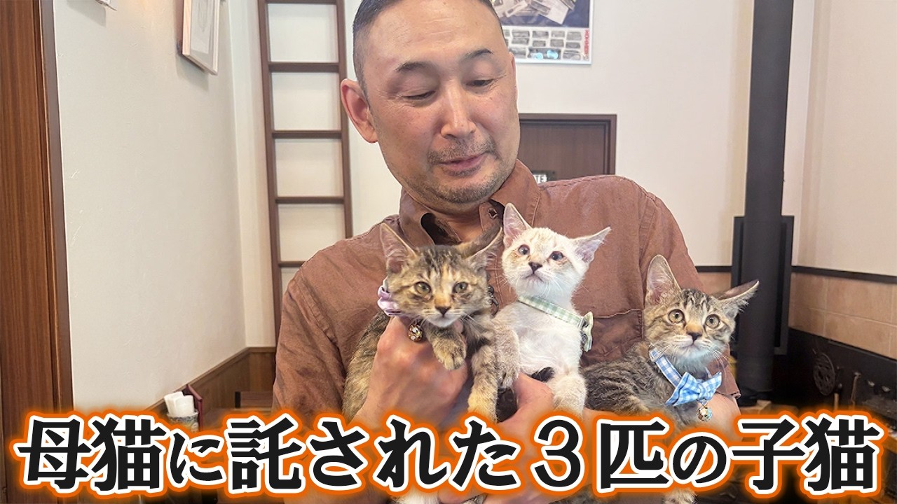 猫好き店主と１匹の野良猫の物語