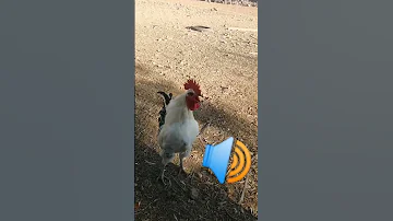 منبه صياح الديك احلى صوت 