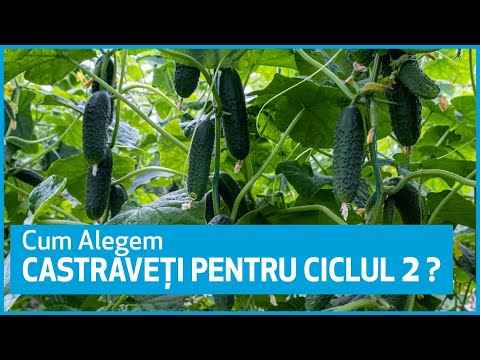 Video: Cele mai bune soiuri de castraveți: prezentare generală, descriere, caracteristici, caracteristici de cultivare