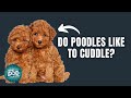 12 Things Only Poodle Dog Owners Understand