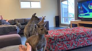 HOUSE FULL OF KANGAROOS