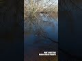 Exploring California’s Rare Seasonal Wetland | Madrona Marsh Preserve |Homi’s Quite Days