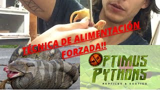 TÉCNICA DE ALIMENTACIÓN FORZADA PARA CRÍAS DE PITON RETICULADO!!