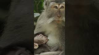 Where did you come from? Human Evolution on socratica.com #shorts