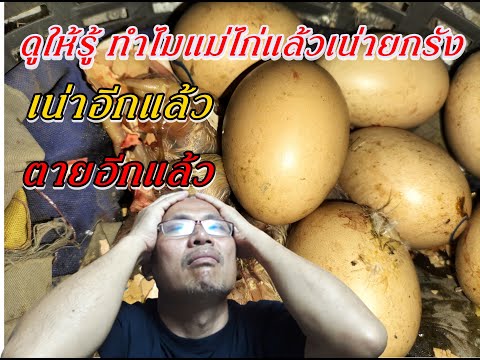 วีดีโอ: ทำไมแม่ไก่และลูกไก่ถึงตาย – ช่วยชีวิตพืช Sempervivum ที่กำลังจะตาย