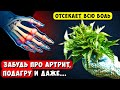 Раньше с Суставами Мучался, а теперь мешки с картошкой Тягаю! Вот что Чинит Крапива ...