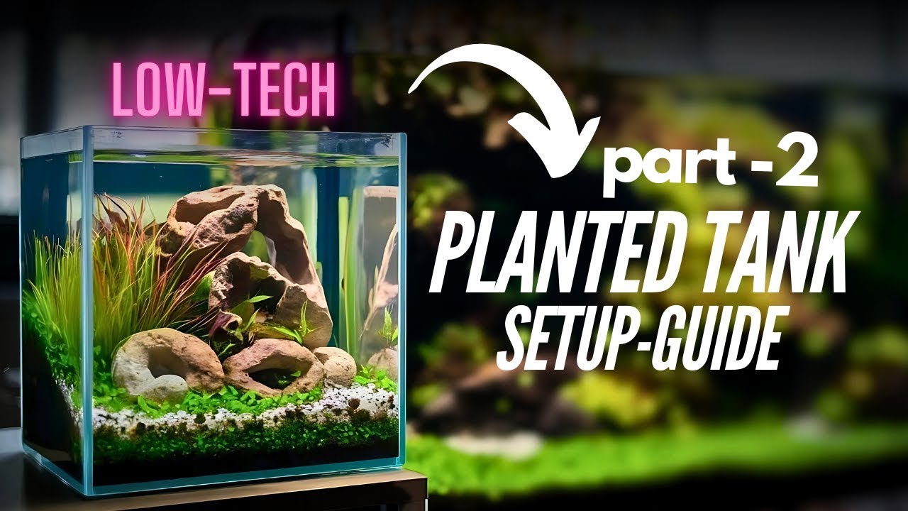 How to Set Up ✅ Your Low Tech Planted Aquarium 🐟 | Easy No CO₂ Setup for Beginners
