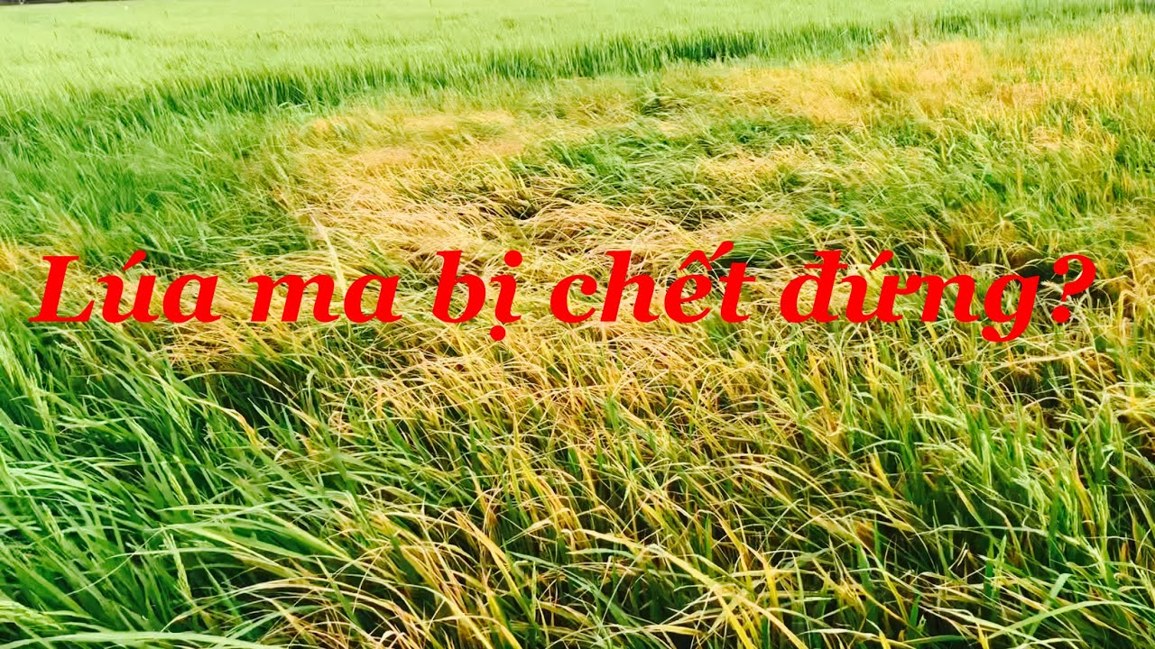 Chia sẻ cách Làm cây lúa ma chết đứng trên đồng@Angiangquehuong - YouTube