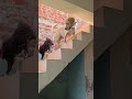 #comedy #shortvideo #labrador #funny #viralvideo #short #alagi