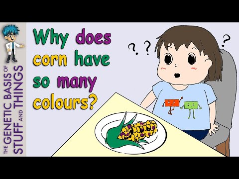 Video: Har majs hjärtblad?