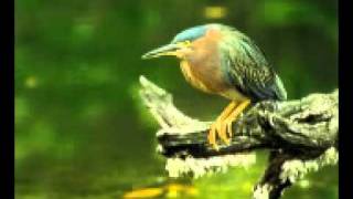 Nast Di Pa Chaman Ke Bulbulan Da Sta Sana Kri.mp4