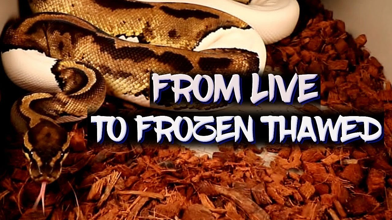 eggs florentine How to transition from live to frozen thawed rodents for your snakes