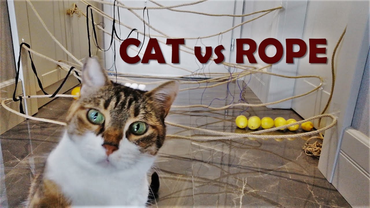 Cat vs rope YouTube