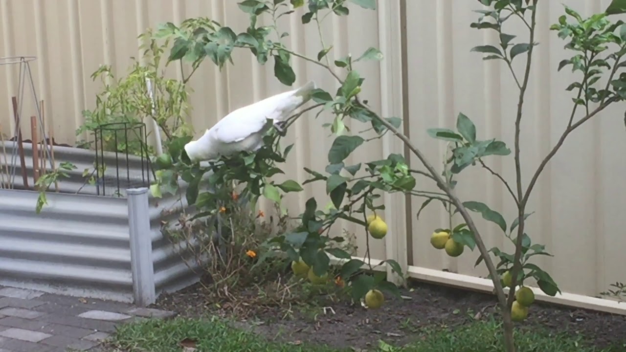 Hmmm... there goes the neighbourhood. Cockatoos... YouTube