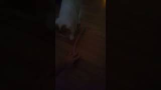 my brother figured out you can play fetch with the cat so that is what I did and it is funny #cat