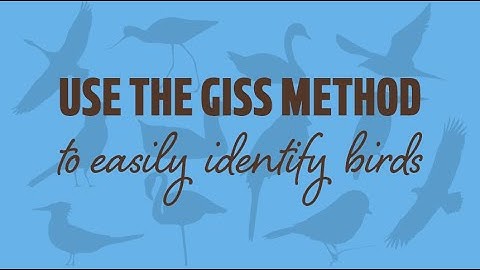 Use the GISS method to easily identify birds