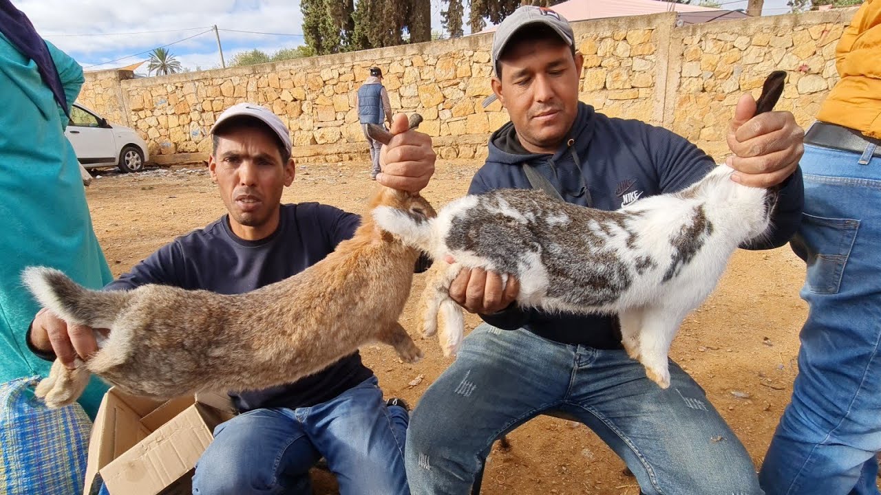 أحسن سوق فمغرب لدجاج بلدي وأرانب وطوس 2022/11/20 أحد سبع عيون