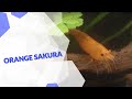 Orange Sakura Zwerggarnele | Neocaridina davidi | Eine knallig-orangene Garnele für dein Aquarium 🦐