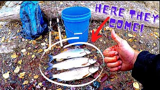 Fishing for Whitefish (CATCH,CLEAN,COOK,) Fall Spawn in the River