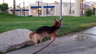 Ozzyta's cruises round. I was able to back up & film her mostly. We met scottish terrier on walk662