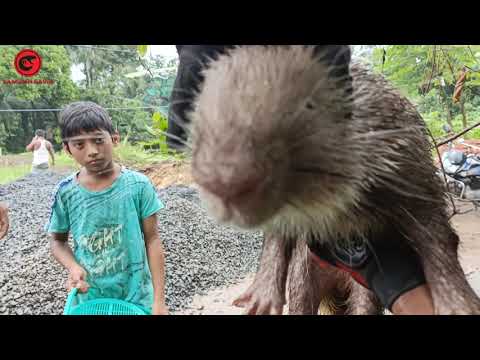 অসুস্থ একটি সজারু|এইরকম দৃশ্য খুব কমই দেখতে পাওয়া যায়| porcupine|wild animal|samiran barik|