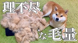 換毛期初めなのにこれ！？その体のどこに大量の毛を隠し持ってた！ The molting period has arrived! A lot of dog hair comes off! !!