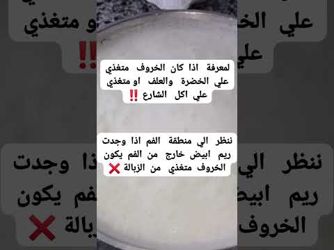 علامة مميزة من تاجر مواشي تكشف لك الخروف اللي بياكل من الزبالة قبل عيد الاضحي معلومات