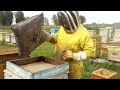 Пчеловодство. Отбор сотового мёда в полурамках и сотового мёда в минисотах.